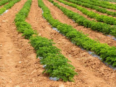 تولید ۵۰۰هزارتن گیاهان دارویی در سال جاری