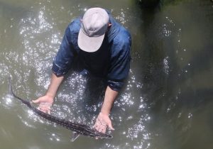 موافقت مجلس با «تحقیق و تفحص از شرکت امور ماهیان خاویاری»