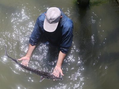 موافقت مجلس با «تحقیق و تفحص از شرکت امور ماهیان خاویاری»