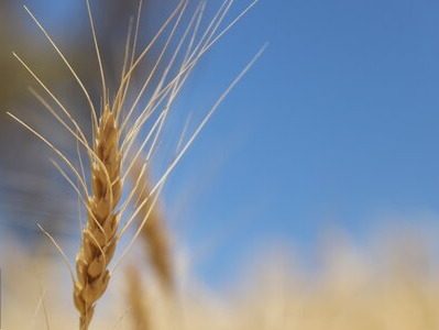 معاون وزیر جهاد کشاورزی خبر داد؛خودکفایی پایدار تا ۳ سال آتی