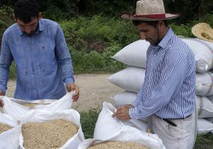 کاهش ۱۰ هزار تومانی قیمت هر کیلو برنج ایرانی/ قیمت برنج شمال بین ۷۰ تا ۱۱۰ هزار تومان است