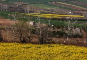 ۹۰ درصد پول کلزاکاران پرداخت شدص