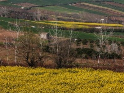۹۰ درصد پول کلزاکاران پرداخت شدص