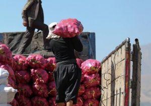 صادرات محصولات کشاورزی با این وضعیت منطقی نیست