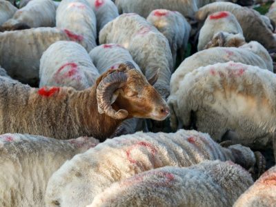 وعده خرید تضمینی داممحقق نشد