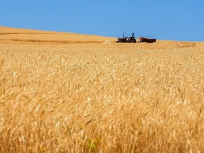 خرید تضمینی گندم کشور از مرز ۵ میلیون و ۸۰۰ هزار تن گذشت