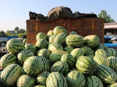 عراق واردات ۶ محصول کشاورزی از همه کشورها را ممنوع کرد