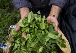 خرید بیش از ۸۰ هزار تن برگ سبز چای/ ۷۷ درصد مطالبات پرداخت شد