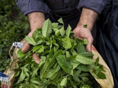 خرید بیش از ۸۰ هزار تن برگ سبز چای/ ۷۷ درصد مطالبات پرداخت شد