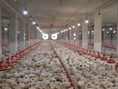 امضای تفاهم همکاری نظام مهندسی کشاورزی و اتحادیه مرغداران گوشتی