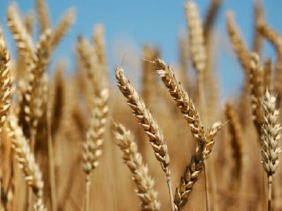 خیز دوباره برای خودکفایی در تولید گندم