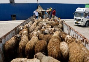 خرید تضمینی دام مازاد و چند سوال بی‌جواب