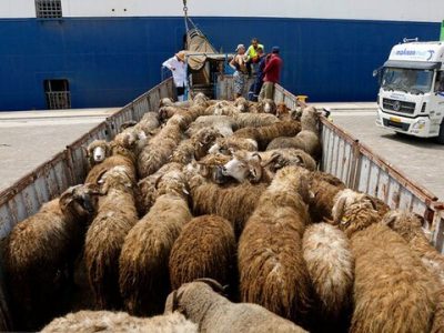 خرید تضمینی دام مازاد و چند سوال بی‌جواب