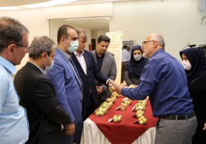 سیب زودرس و فوق زودرس دچار آفت کرم سیب و ناهنجاری زنگار نمی شود