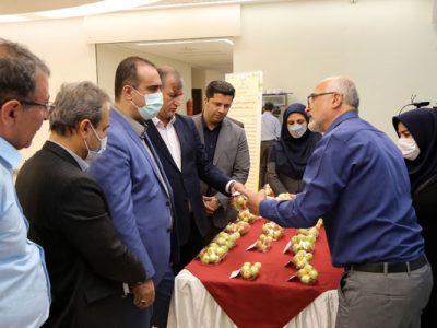 سیب زودرس و فوق زودرس دچار آفت کرم سیب و ناهنجاری زنگار نمی شود