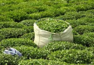 واردات چای ۴۹ درصد افزایش یافت