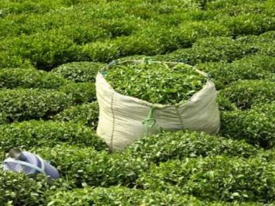 واردات چای ۴۹ درصد افزایش یافت