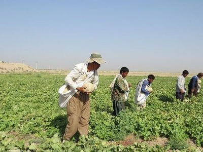 طالبی ساوه با ۵۰ درصد مصرف آب کمتر تولید شد