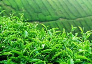 پرداخت ۲۱ میلیارد تومان دیگر از مطالبات چایکاران