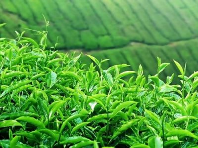 پرداخت ۲۱ میلیارد تومان دیگر از مطالبات چایکاران