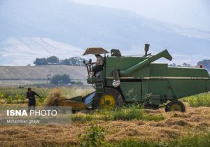 خشکه کاری، راهکاری برای صرفه‌جویی آب در مزارع برنج