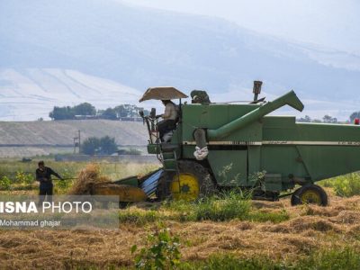 خشکه کاری، راهکاری برای صرفه‌جویی آب در مزارع برنج
