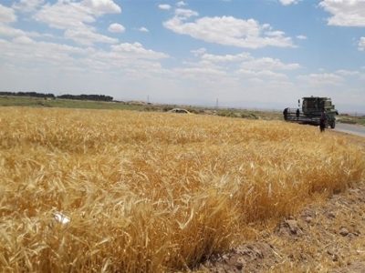 تراز تولید و مصرف غلات دنیا امسال ۶ میلیون تن کسری دارد