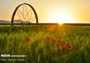 پرداخت کمک هزینه بلاعوض برای کشت ۸ محصول اساسی