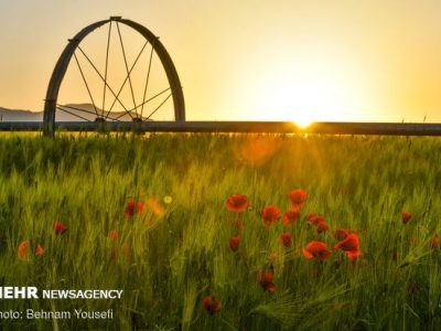 پرداخت کمک هزینه بلاعوض برای کشت ۸ محصول اساسی