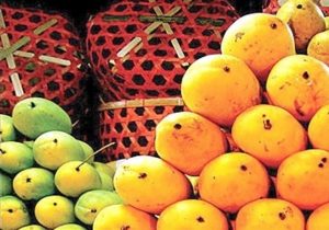 ۴۰ هزار تن انبه هر ساله در ایران تولید میشود