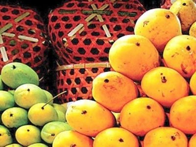 ۴۰ هزار تن انبه هر ساله در ایران تولید میشود