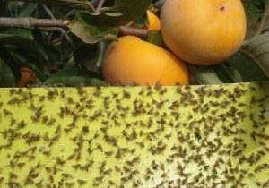 پرواز «مگس مدیترانه» در باغات مازندران