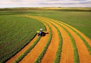 افزایش قابل تامل بهره‌وری دیم‌زارهای کشور با وجود خشکسالی 