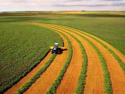 افزایش قابل تامل بهره‌وری دیم‌زارهای کشور با وجود خشکسالی 