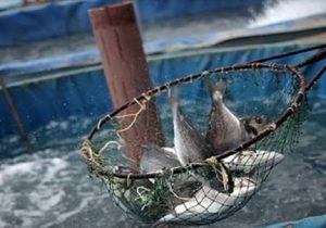 صدور «شیلات کارت» توسط بانک کشاورزی برای حمایت از آبزی پروری