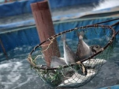 صدور «شیلات کارت» توسط بانک کشاورزی برای حمایت از آبزی پروری