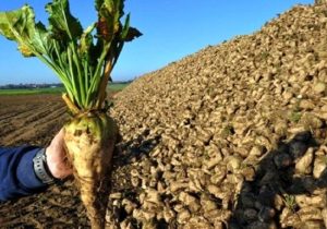 کمبود شکر از طریق واردات تامین خواهد شد