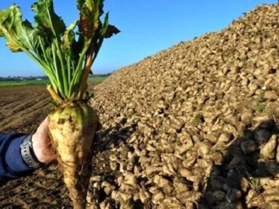 کمبود شکر از طریق واردات تامین خواهد شد