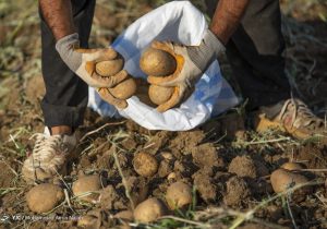 توزیع قطره چکانی علت نوسان قیمت سیب زمینی در بازار