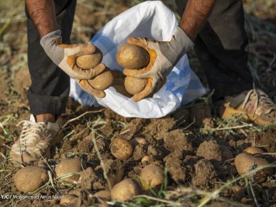 توزیع قطره چکانی علت نوسان قیمت سیب زمینی در بازار