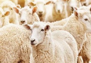 صادرات دام زنده آزاد شد