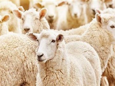 صادرات دام زنده آزاد شد