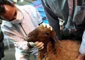 اجرای طرح تشدید نظارت های بهداشتی و شرعی در روز عید قربان