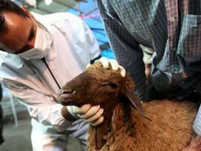 اجرای طرح تشدید نظارت های بهداشتی و شرعی در روز عید قربان
