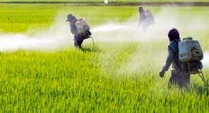 ۵۹۰ هزار هکتار مبارزه با بیماری‌های گندم انجام شد