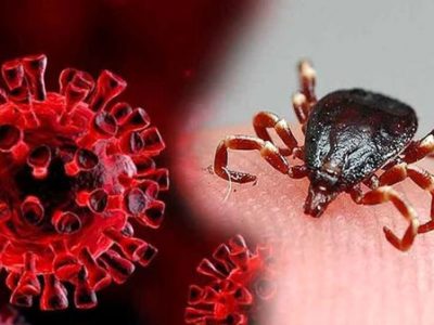 سازمان دامپزشکی از مردم خواست توصیه های بهداشتی برای پیشگیری از تب کنگو را رعایت کنند