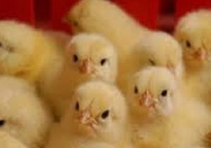 مرغ ۳۵ هزار تومانی خریدار ندارد