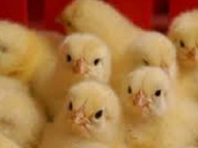 مرغ ۳۵ هزار تومانی خریدار ندارد