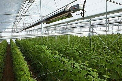 افزایش بالغ بر ۴٫۵ میلیون تنی تولید با توسعه گلخانه ها