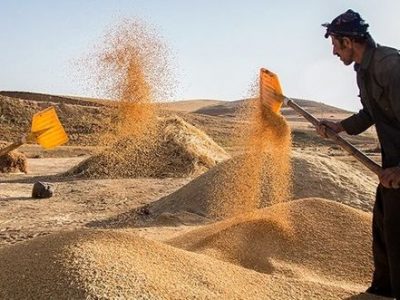 گشایش بزرگ در خرید تضمینی گندم، کام کشاورزان را شیرین کرد/۱۱ هزار میلیارد تومان دیگر از مطالبات گندمکاران کشور پرداخت شد